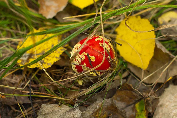 Sonbaharda yeşil çimlerin üzerinde zehirli mantar mantarları