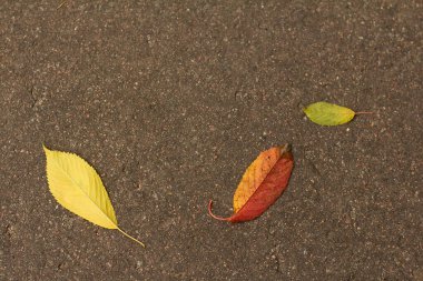 Fallen yellow leaves of trees on asphalt together autumn