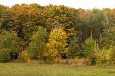 Ormanda altın sonbahar