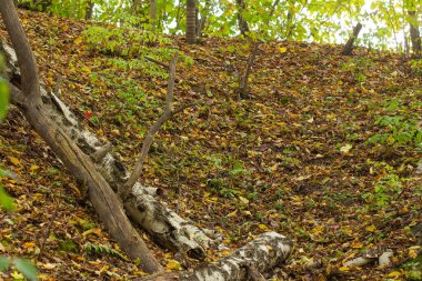 Old fallen trees in green moss in autumn forest