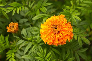 Yeşil arka planda kadife çiçekleri