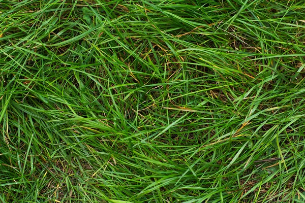 Green crumpled grass on the lawn