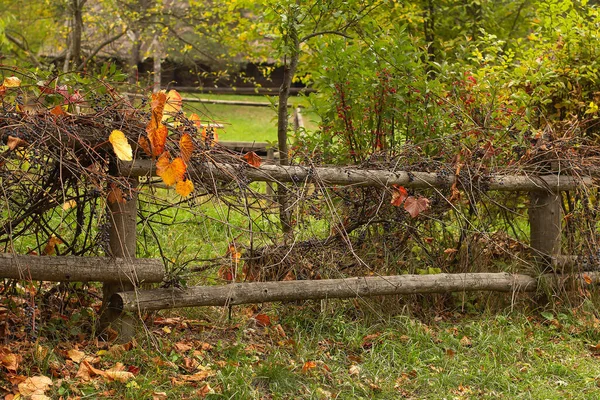 Olgun mavi böğürtlenlerle sarmalanmış kırmızı elmalarla dolu yaşlı elma ağacı ve sonbaharda kırmızı böğürtlenlerle dolu turuncu kırmızı yapraklar.