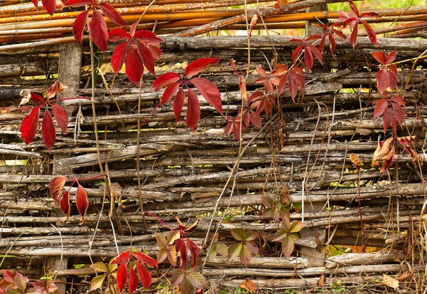 Kırmızı sonbahar yapraklı üzümlerle sarmalanmış dallardan eski ahşap bir teneke.