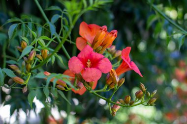Red Campsis flowers during flowering hedge