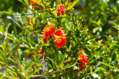 Red pomegranate flowers during flowering