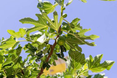 Unripe figs on a tree against a blue sky