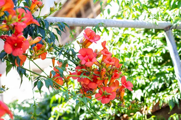 Red Campsis flowers during flowering hedge