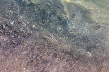 Güneşli bir günde dalgalar deniz kıyısında deniz kabuklarıyla sörf yapar.