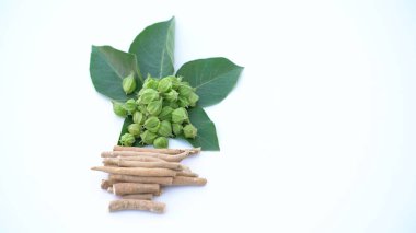 Withania somnifera plant known as Ashwagandha. Indian ginseng herbs, poison gooseberry, or winter cherry. Ashwagandha Benefits For Weight Loss and healthcare