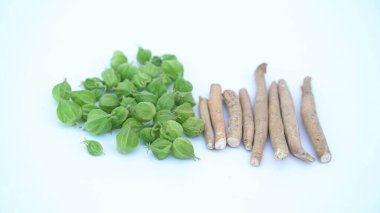 Withania somnifera plant known as Ashwagandha. Indian ginseng herbs, poison gooseberry, or winter cherry. Ashwagandha Benefits For Weight Loss and healthcare