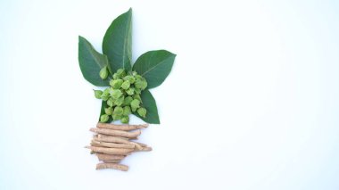 Withania somnifera plant known as Ashwagandha. Indian ginseng herbs, poison gooseberry, or winter cherry. Ashwagandha Benefits For Weight Loss and healthcare