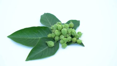 Withania somnifera plant known as Ashwagandha. Indian ginseng herbs, poison gooseberry, or winter cherry. Ashwagandha Benefits For Weight Loss and healthcare