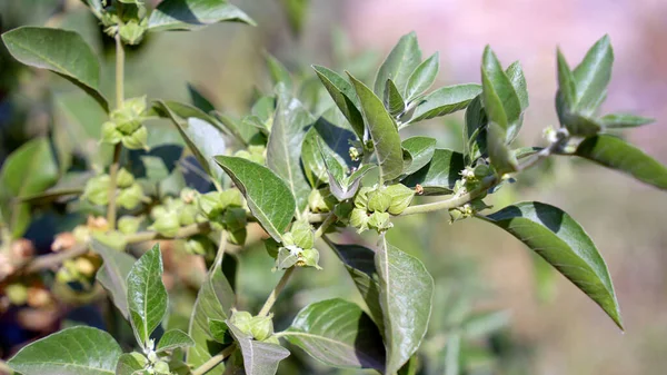 Withania Somnifera Plant Known Ashwagandha Indian Ginseng Herbs Poison Gooseberry —  Fotos de Stock