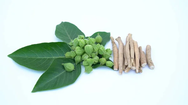 Withania somnifera plant known as Ashwagandha. Indian ginseng herbs, poison gooseberry, or winter cherry. Ashwagandha Benefits For Weight Loss and healthcare