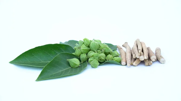 Withania somnifera plant known as Ashwagandha. Indian ginseng herbs, poison gooseberry, or winter cherry. Ashwagandha Benefits For Weight Loss and healthcare