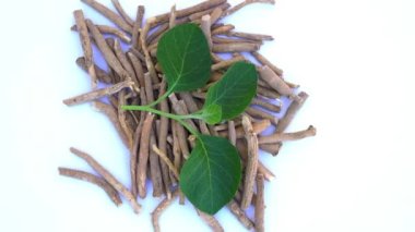 Ashwagandha Kuru Kök Şifalı Bitki ve Taze Yapraklar, Withania Somnifera, Ashwagandha, Indian Ginseng, Poison Gooseberry, veya Winter Cherry olarak da bilinir. Beyaz Arkaplanda İzole Edilmiş.