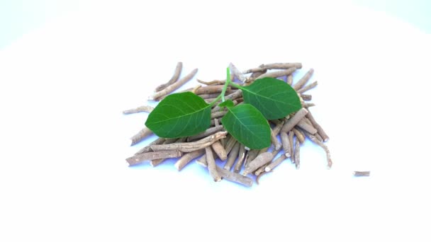 Ashwagandha Dry Root Medicinal Herb Friss Levelekkel Más Néven Withania — Stock videók