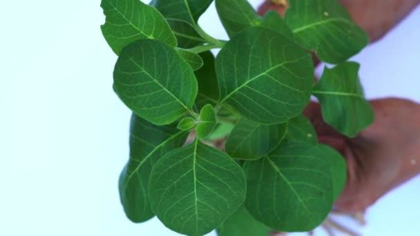 具有新鲜叶子的Ashwagandha干根药草 也被称为Withania Somnifera Ashwagandha Indian Ginseng Poison Gooseberry或Winter Cherry 因白人背景而被隔离 — 图库视频影像