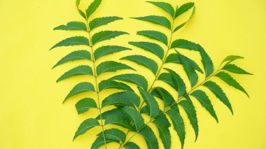 Neem çubuklu meyve ve beyaz arka planda izole edilmiş neem yaprağı. Neem mükemmel bir nemlendiricidir ve böcek öldürücü ve tıbbi özellikleri olan çeşitli bileşikler içerir..