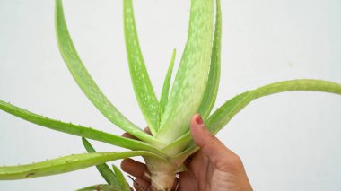 Aloe vera bitkisi beyaz arka planda izole edilmiş. Aloe ya da Aloe vera beyaz arka planda taze yapraklar ve dilimler.