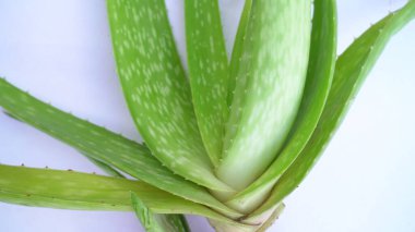 Aloe vera bitkisi beyaz arka planda izole edilmiş. Aloe ya da Aloe vera beyaz arka planda taze yapraklar ve dilimler.