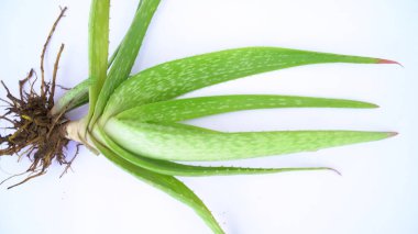 Aloe vera bitkisi beyaz arka planda izole edilmiş. Aloe ya da Aloe vera beyaz arka planda taze yapraklar ve dilimler.