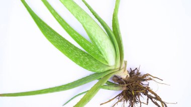 Aloe vera bitkisi beyaz arka planda izole edilmiş. Aloe ya da Aloe vera beyaz arka planda taze yapraklar ve dilimler.