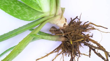 Aloe vera bitkisi beyaz arka planda izole edilmiş. Aloe ya da Aloe vera beyaz arka planda taze yapraklar ve dilimler.