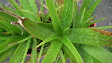 Aloe vera bitkisi beyaz arka planda izole edilmiş. Aloe ya da Aloe vera beyaz arka planda taze yapraklar ve dilimler.