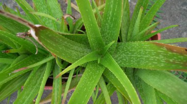 Aloe vera bitkisi beyaz arka planda izole edilmiş. Aloe ya da Aloe vera beyaz arka planda taze yapraklar ve dilimler.