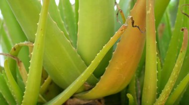 Aloe vera bitkisi beyaz arka planda izole edilmiş. Aloe ya da Aloe vera beyaz arka planda taze yapraklar ve dilimler.