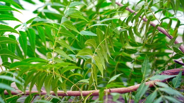 멀구슬나무와 멀구슬나무 멀구슬나무 열매는 배경에 분리되어 있습니다 멀구슬나무는 성분이며 살충제와 — 스톡 사진