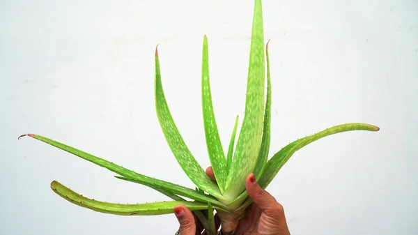 Kawałek Aloesu Aloe Barbadensis Mill Star Kaktus Aloes Aloina Jafferabad — Zdjęcie stockowe