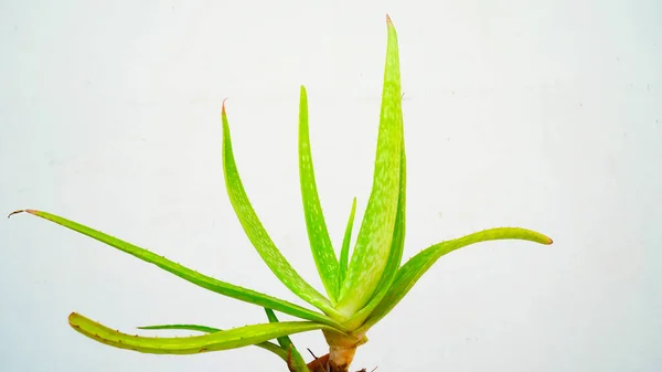 Kawałek Aloesu Aloe Barbadensis Mill Star Kaktus Aloes Aloina Jafferabad — Zdjęcie stockowe