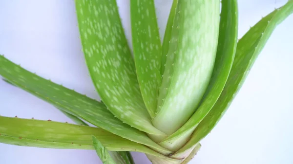 Aloe vera plant isolated on white background. Aloe or Aloe vera fresh leaves and slices on white background.