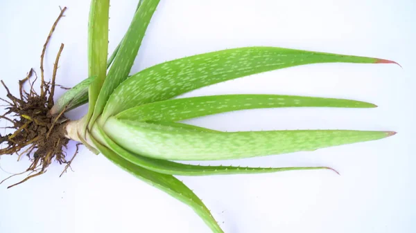 Roślina Aloesu Izolowana Białym Tle Aloe Lub Aloe Vera Świeże — Zdjęcie stockowe