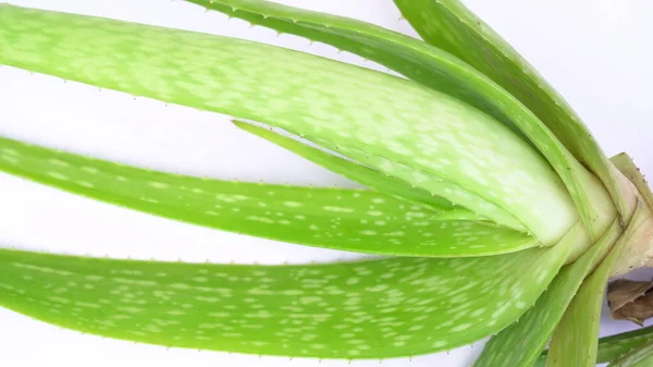 Aloe Vera Pflanze Isoliert Auf Weißem Hintergrund Aloe Oder Aloe — Stockfoto