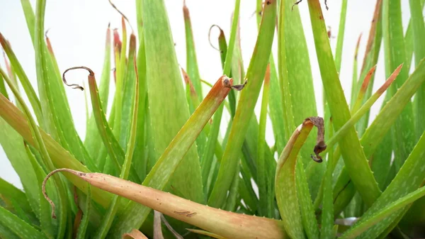 Aloe Vera Bitkisi Beyaz Arka Planda Izole Edilmiş Aloe Aloe — Stok fotoğraf