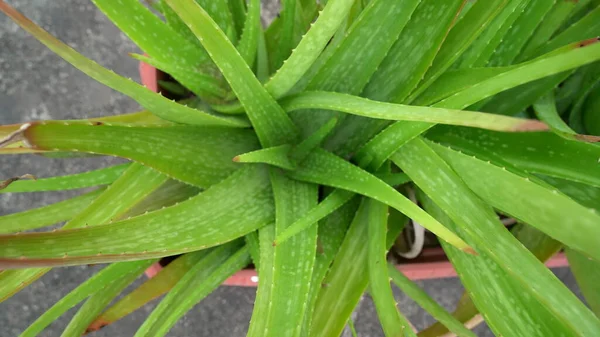 Roślina Aloesu Izolowana Białym Tle Aloe Lub Aloe Vera Świeże — Zdjęcie stockowe