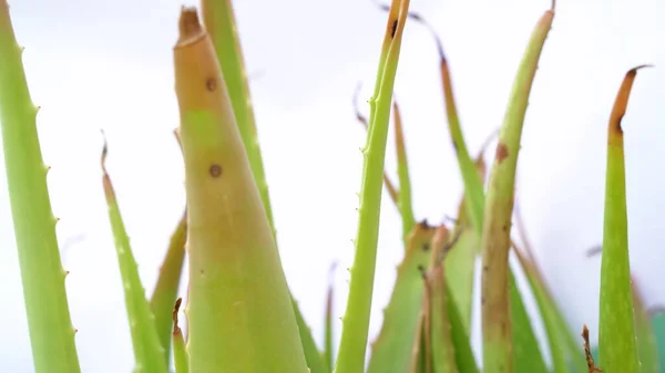 Aloe Vera Plante Isolée Sur Fond Blanc Feuilles Tranches Fraîches — Photo