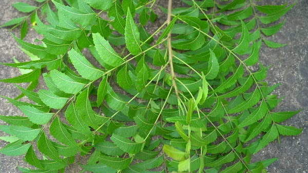 Azadirachta Indica Neem Ağacı Yapraklarının Bir Dalı Doğal Tıp — Stok fotoğraf