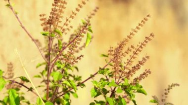 Güneşli bir günde bahçede Tulsi ya da Kutsal Fesleğen ağacı. Tulsi ayurvedic tıpta kullanılır..