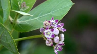 Calotropis procera, dev kalotrop, yabani otlar, ruai, Hindistan 'da bitki, şifalı bitkiler, yeşil yaprak ve çiçekler, Hindistan' da şifalı bitkiler, yaz bitkileri