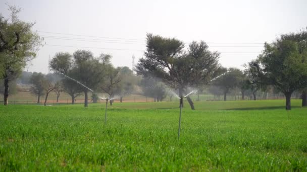 智能洒水器在绿色农田中的功能 在景色迷人的绿色农田中的浇灌功能 — 图库视频影像