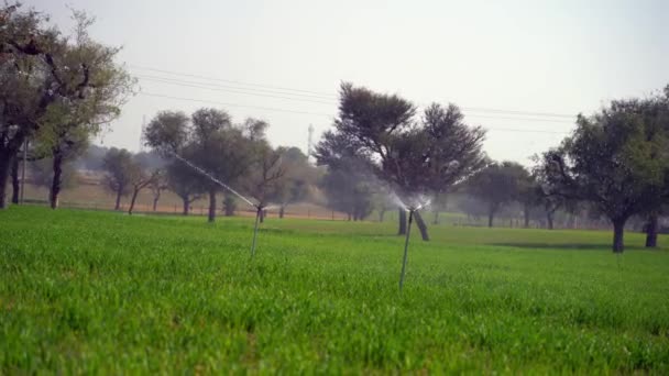 Smart Sprinkler Functioning Green Agriculture Fields Watering Greenish Fields Attractive — Stock Video