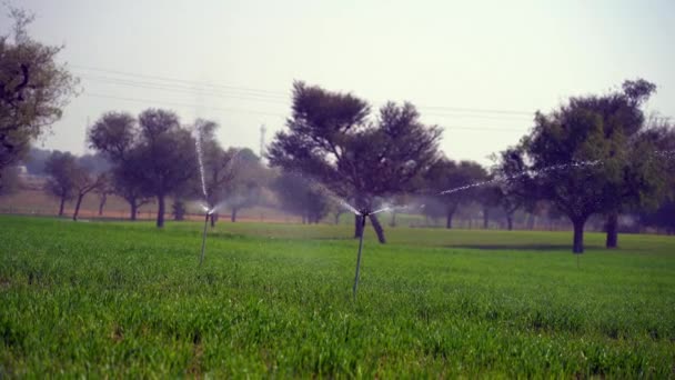 Intelligente Sprinkleranlage Die Grünen Landwirtschaftlichen Feldern Funktioniert Und Bewässerung Grünen — Stockvideo