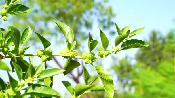 Withania Somnifera Plant Known Ashwagandha Indian Ginseng Herbs Poison Gooseberry — Stock video