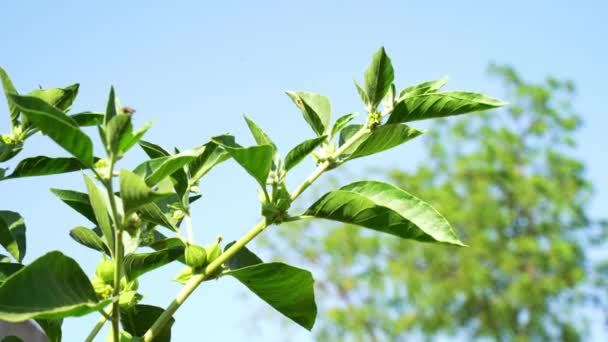 Withania Somnifera Plant Known Ashwagandha Indian Ginseng Herbs Poison Gooseberry — Video Stock