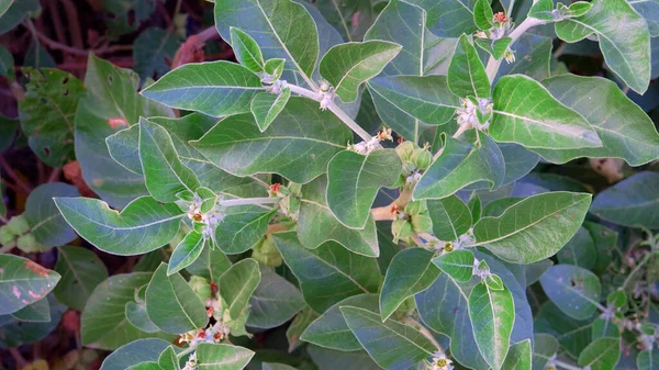 Withania Somnifera Plant Known Ashwagandha Indian Ginseng Herbs Poison Gooseberry — Stock Photo, Image